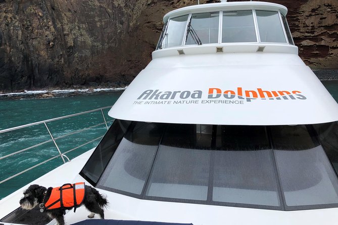 Akaroa and Banks Peninsula Small Group Tour (Nature Cruise or Dolphin Swim) - Dolphin Swim Experience