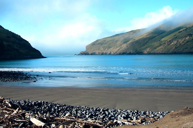 Akaroa and Banks Peninsula Wild Penguins Tour - Wildlife Viewing Opportunities