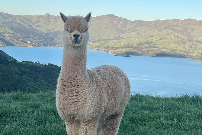 Akaroa Day Tour From Christchurch - Traveler Experiences