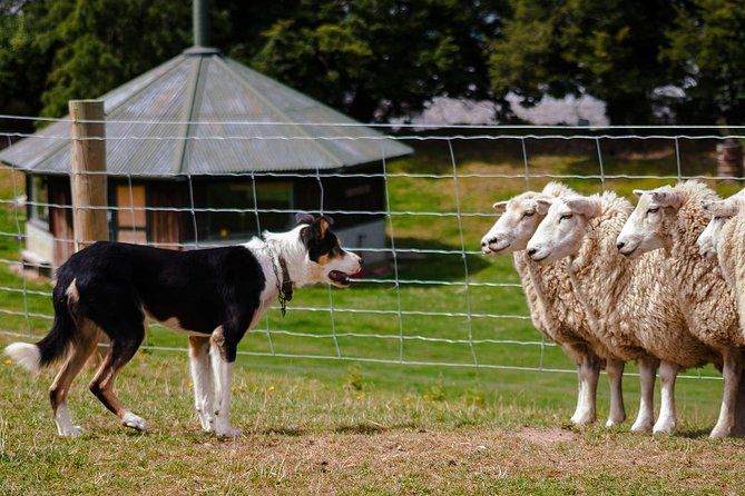 Akaroa Shore Excursion: Banks Peninsula, Christchurch City Tour and Sheep Farm Tour - Highlights of Christchurch
