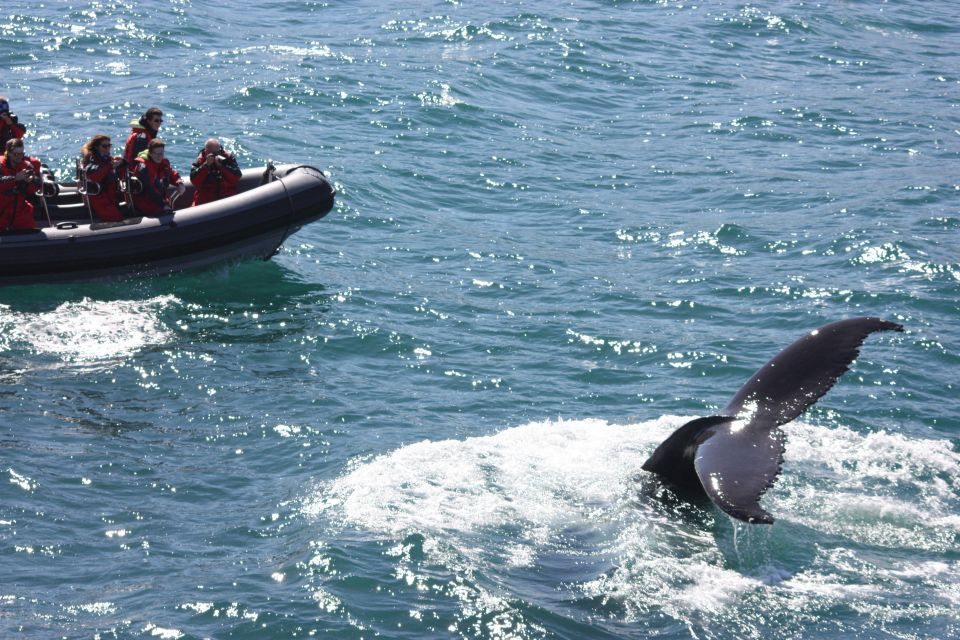 Akureyri: 2–Hour Whale Watching Express by RIB Speedboat - Participant Restrictions