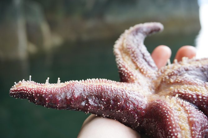 Alaska Ocean Wilderness Expedition - Accessibility and Guest Considerations