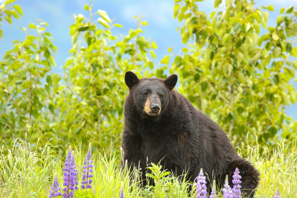 Alaska Wildlife Conservation Center: Admission Ticket - Scenic Mountain and Inlet Views