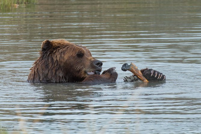 Alaska Wildlife Day Tour With Free Hotel Pickup - Guest Experiences and Reviews
