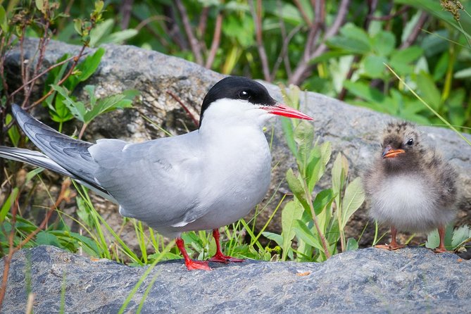 Alaska Wildlife Tour - Customer Experiences and Reviews