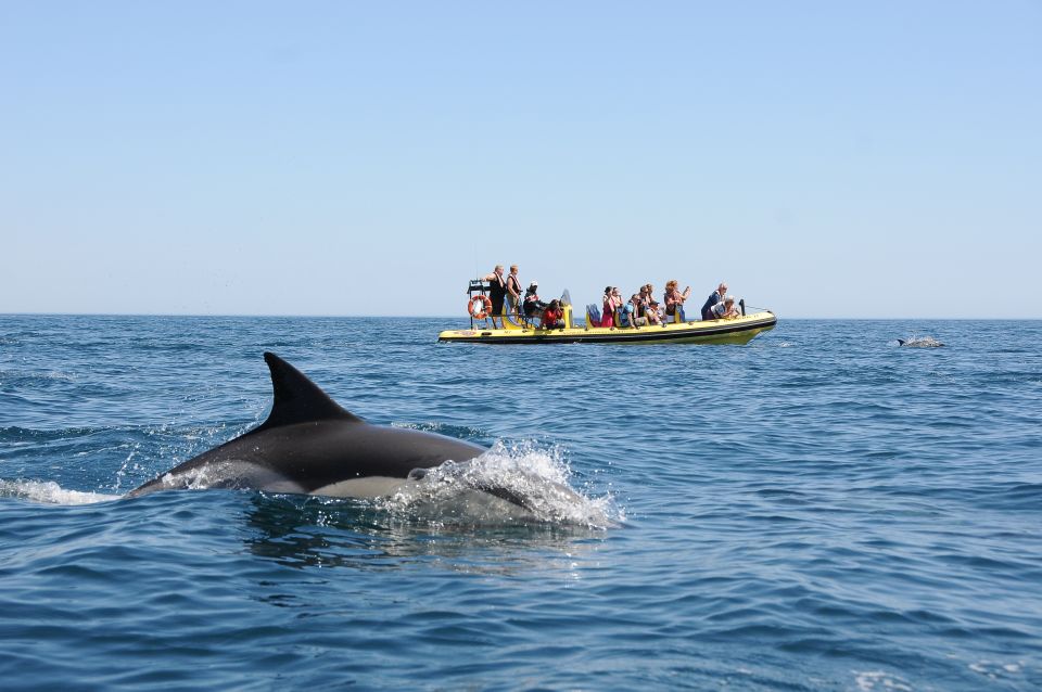 Algarve Coast: Dolphin Watching & Cave Tour - Cruise and Exploration