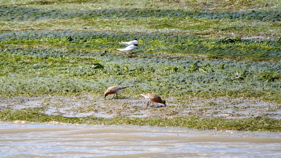 Algarve: Eco Boat Tour in the Ria Formosa Lagoon From Faro - Itinerary and Wildlife Spotting