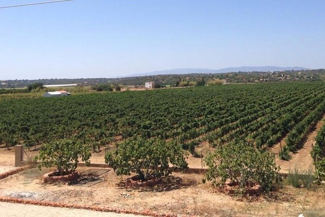 Algarve Wine Tour and Mountain Top Trip With Lunch or Dinner at Sunset Time - Ascent to Monchique Mountain Restaurant