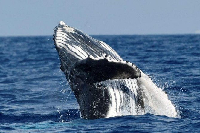Alii VIP Whale Tour - Meeting Location and Arrival