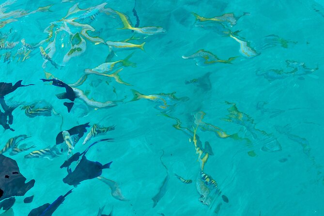 All-Inclusive Private Charter to Icacos or Palomino Islands - Private Charter Highlights