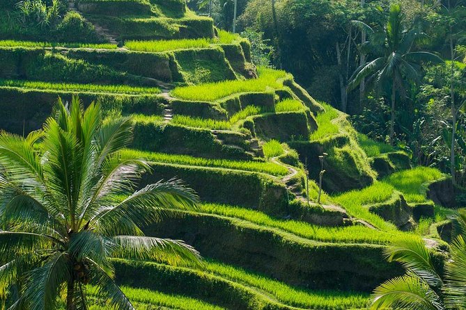 All Inclusive Ubud Tour With 15 Sitter Van - Health Requirements