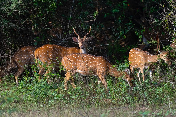 All Inclusive Yala National Park Jeep Safari From Colombo - Customer Reviews and Ratings