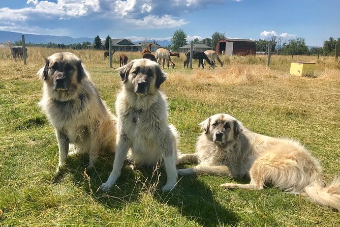Alpaca and Llama Farm Tour - Pricing and Booking Process