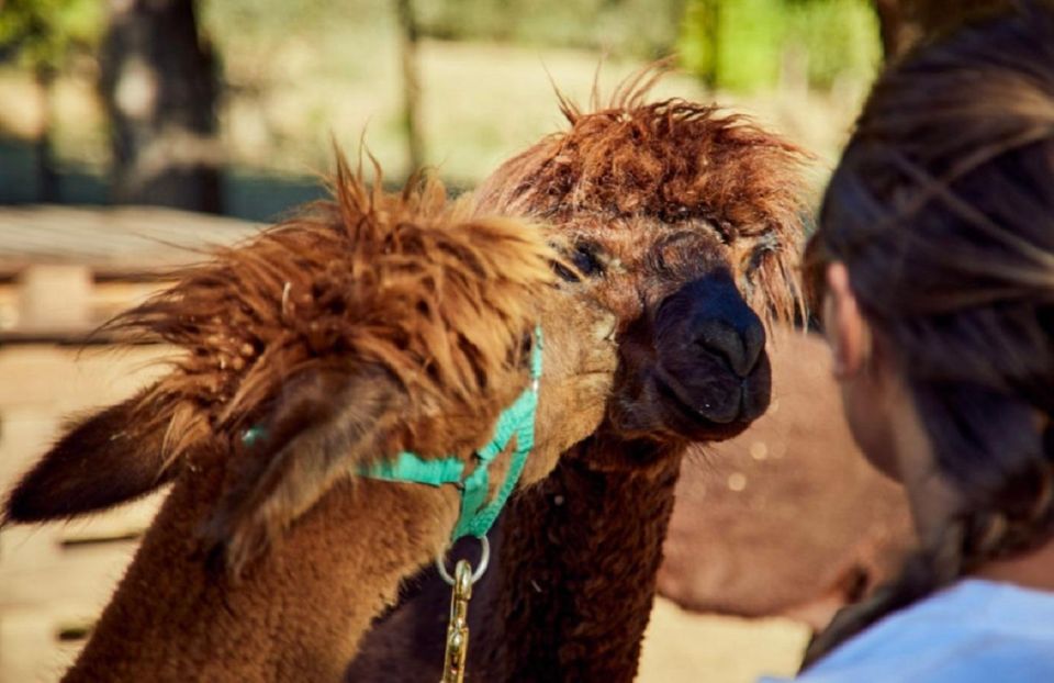 Alpaca Trek in Valdichiana Senese - Visit to the Alpaca Farm