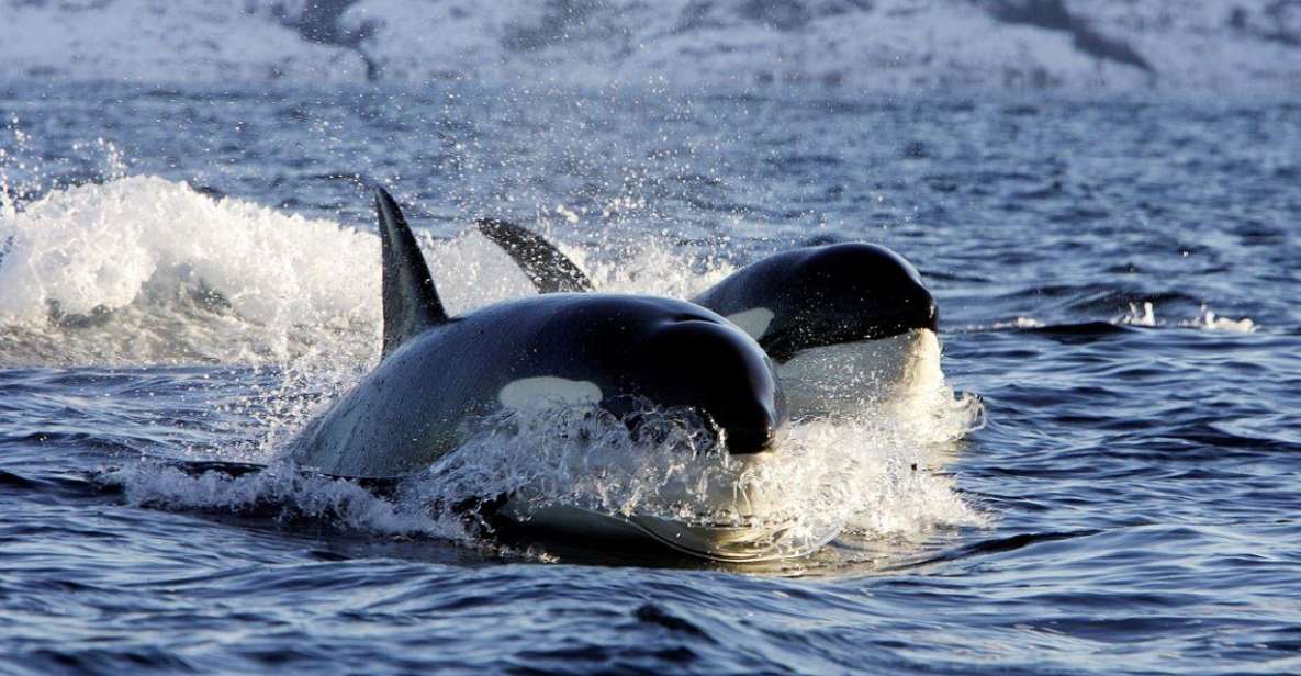 Alta: Alta Fjord Whale Watching Tour - Important Information