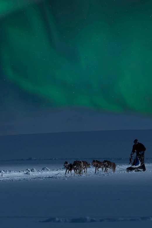 Alta: Dog Sledding Trip Under the Northern Lights - Safety Guidelines