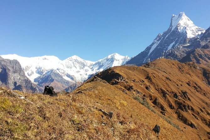 Annapurna Circuit Trek - Dietary Options and Requirements