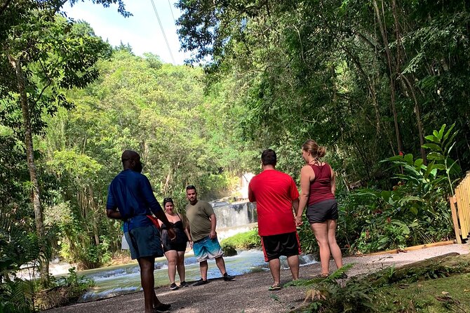 Appleton Estate,Ys Falls,Black River Safari,Pelican Bar(Any 3of4) - Black River Safari Highlights