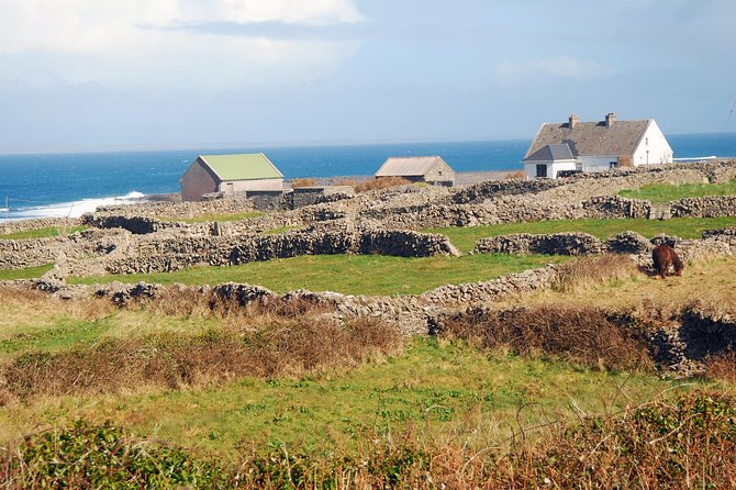 Aran Island, Cliffs of Moher & Cruise Tour From Galway. Guided. - What to Expect