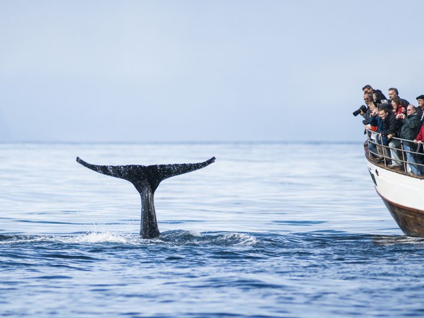 Árskógssandur: Whale-Watching Boat Trip - Meeting Point