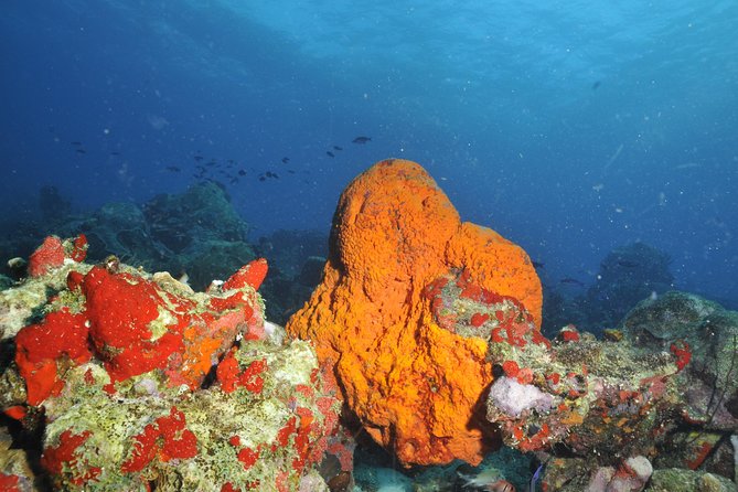 Aruba 2-Tank Guided Dive for Certified Divers - What to Expect During the Dive