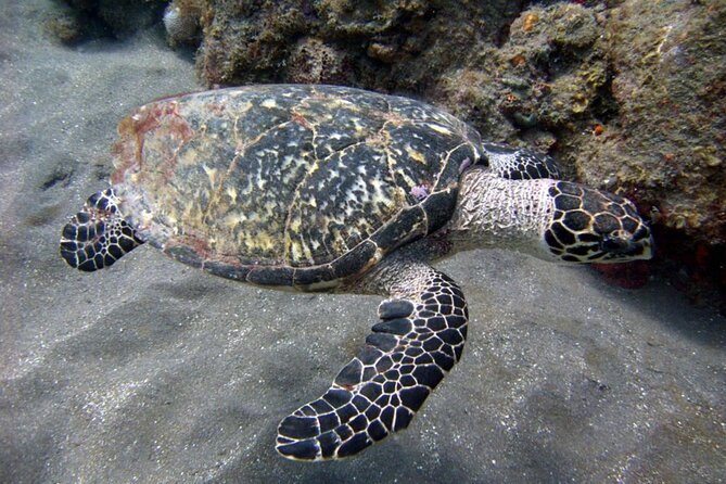 Aruba Snorkeling Tour: Mangel Halto and Baby Beach - Accessibility Features