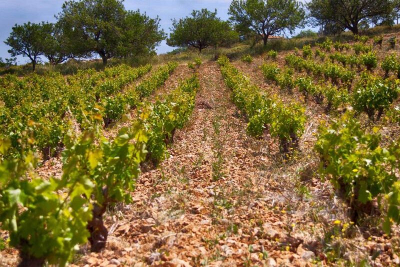 Athens: Private Wine Tour and Lunch at the Seaside - Important Information for Participants