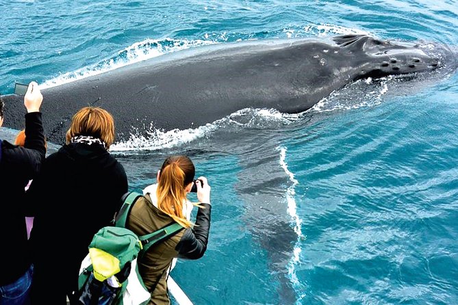 Augusta Whale Watching Eco Tour - What to Expect on Board