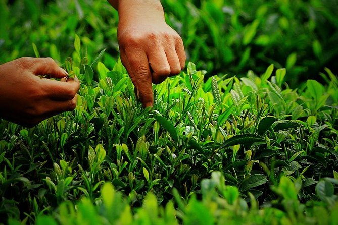 Authentic Hangzhou Longjing Tea Culture Experience Tour - What to Expect During the Tour