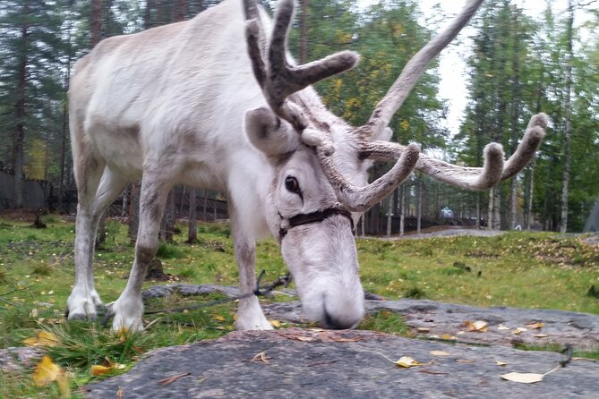 Authentic Reindeer Farm Experience in Rovaniemi - Booking Your Visit