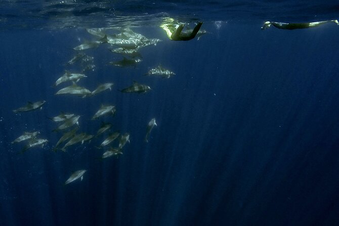 Azores Swim With Dolphins Atlantic Experience - Pricing Details