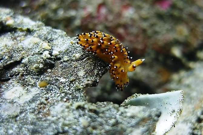 Bali Scuba Diving Trip at Tulamben for Certified Diver - Marine Life and Attractions