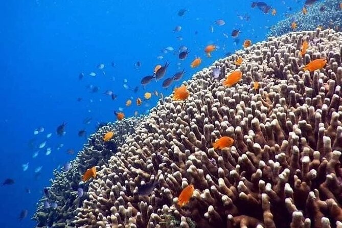 Bali Snorkeling at Blue Lagoon Include Private Transport - Accessibility Features