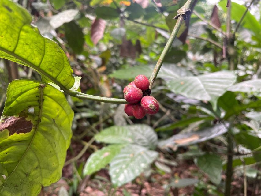 Batur: Jeep Sunrise, Ubud Waterfall, Ubud Coffee Plantation - Ubud Waterfall Experience