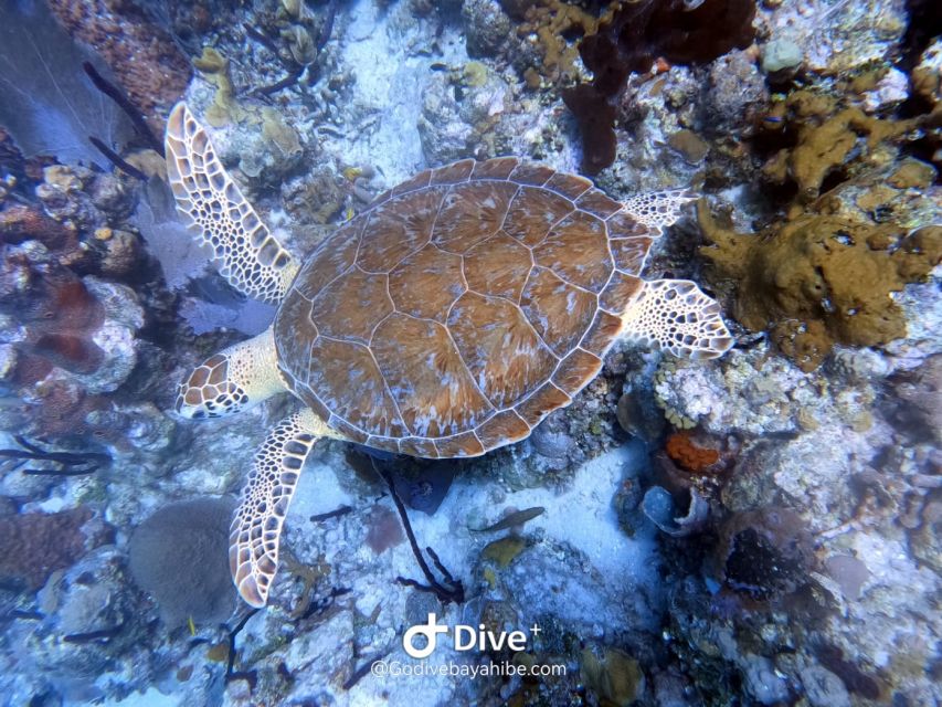 Bayahibe - PADI Open Water Course - Go Dive - Group Size and Accessibility