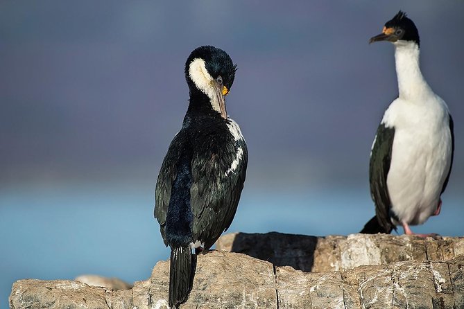 Beagle Channel Navigation With Minitrekking - Accessibility Considerations