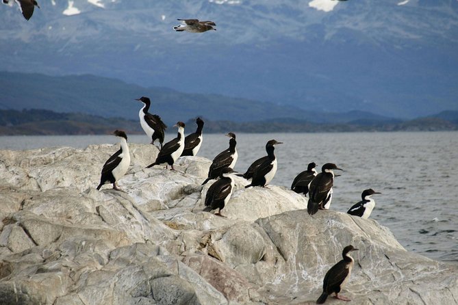Beagle Channel Sailing Tour: Birds, Seals & Penguins Islands - Traveler Experiences and Reviews