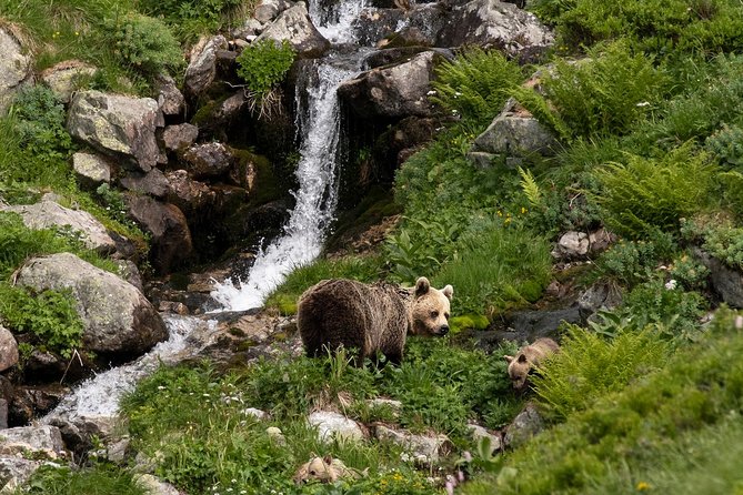 Bearwatching Hiking Day Tour in High Tatras From Poprad - Schedule and Availability