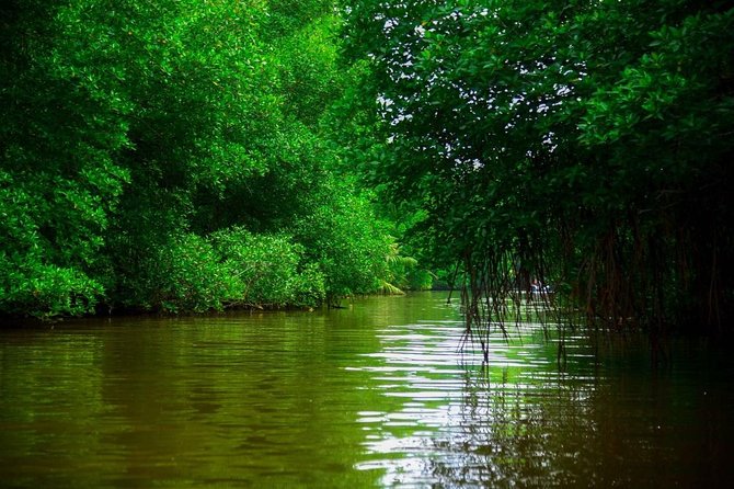Bentota River Safari By BTM (Mangrove & Wildlife Encounter) - Pickup and Meeting Options