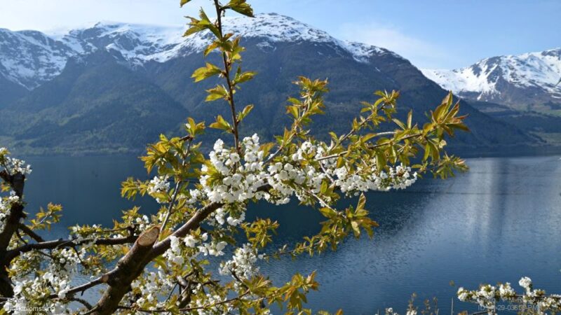 Bergen: Hardanger Fjord Cruise & Vøringsfossen Private Tour - Included Services