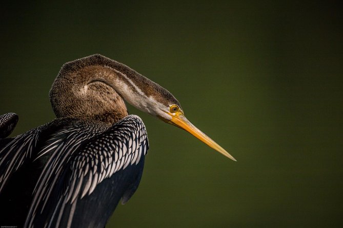 Bharatpur Bird Watching & Wildlife From Delhi - Tricycle Rickshaw Tours