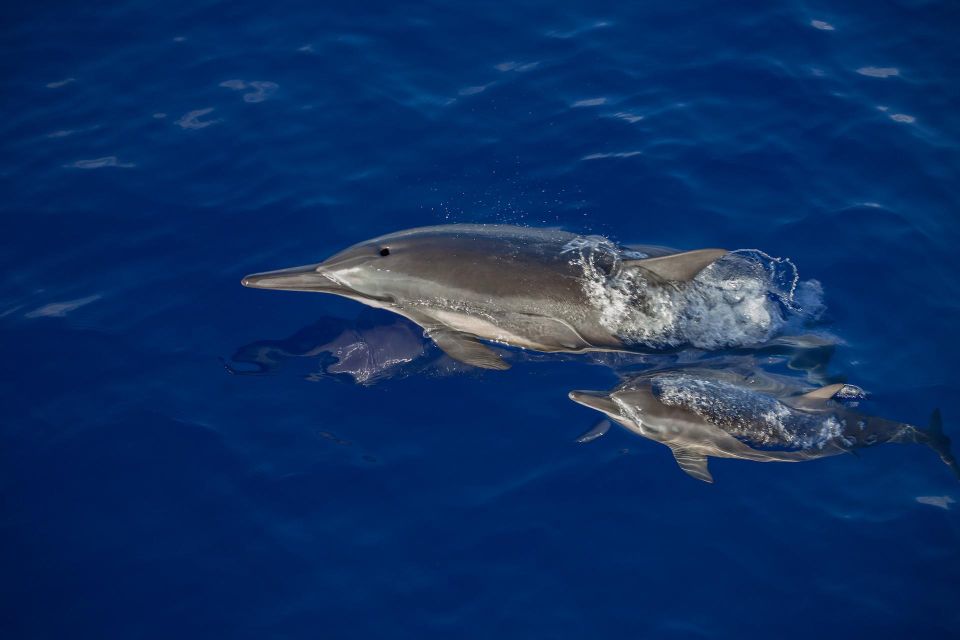 Big Island: Kona Super Raft Whale Watch - Included Amenities