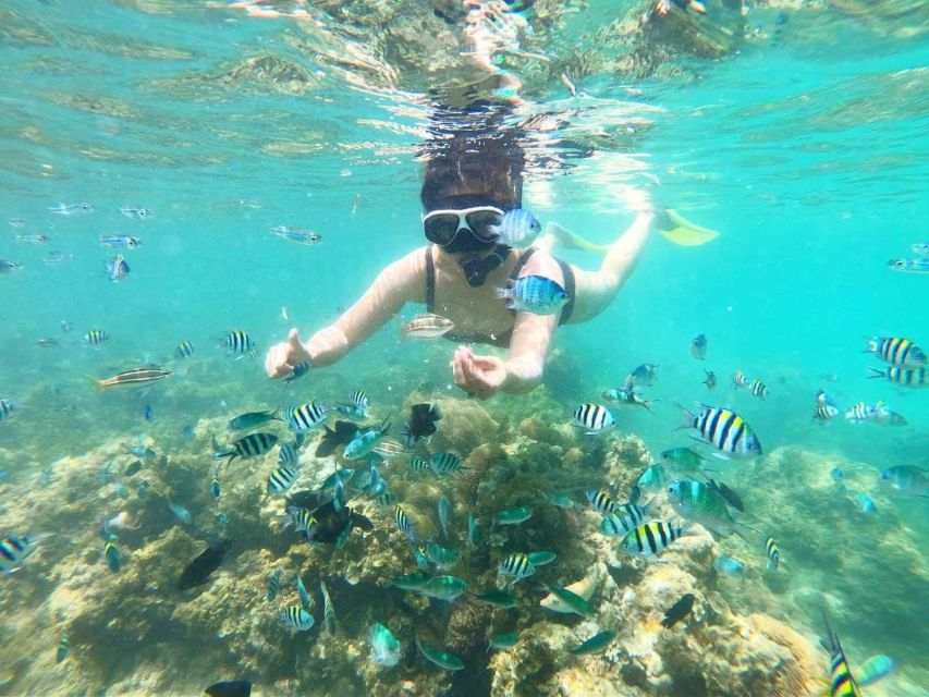 Bintan Snorkeling - Snorkeling Highlights