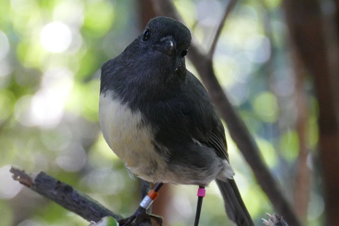 Bird Watching and Dolphin Eco-Tour From Picton - Accessibility Features