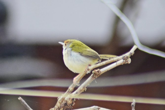 Bird Watching Doi Inthanon - Health and Accessibility Considerations