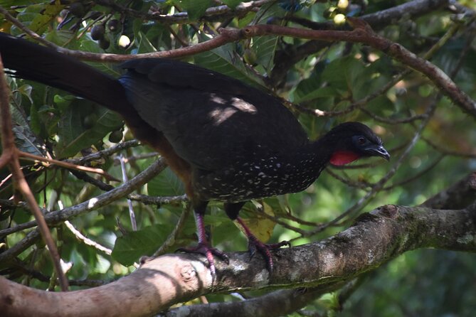 Bird Watching Tour in Monteverde - Tour Features and Benefits