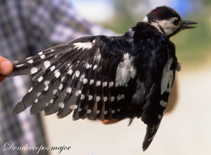 BIRDWATCHING IN AOSTA'S VALLEY - Observing Birds and Butterflies