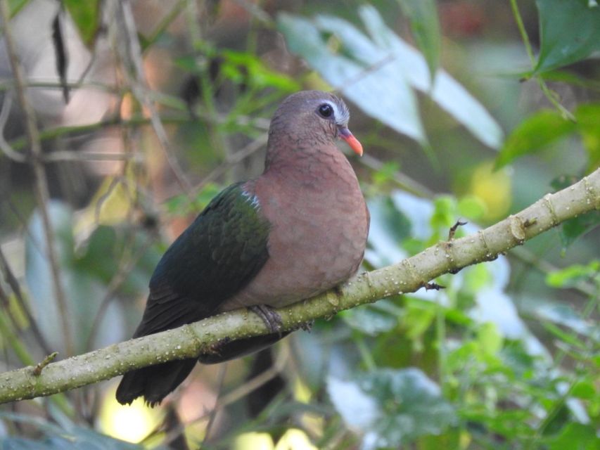 Birdwatching in Kochi - Booking Process