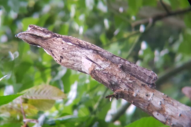Birdwatching Tour in Monteverde - Booking Information