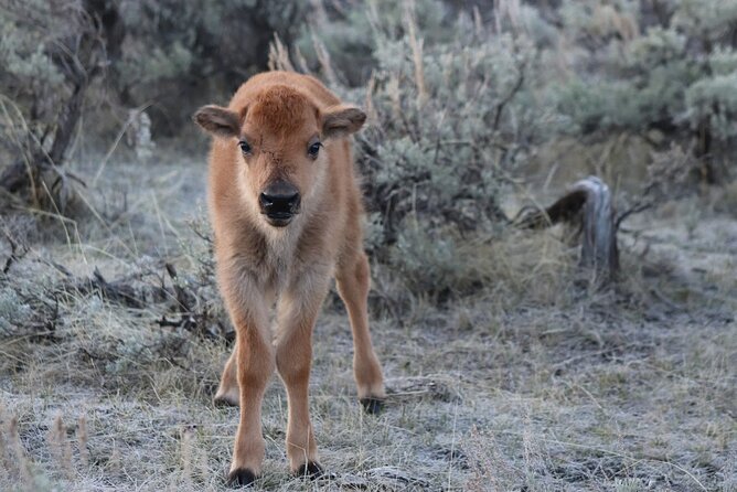 Black Hills Mount Rushmore and Beyond - Wildlife Encounters